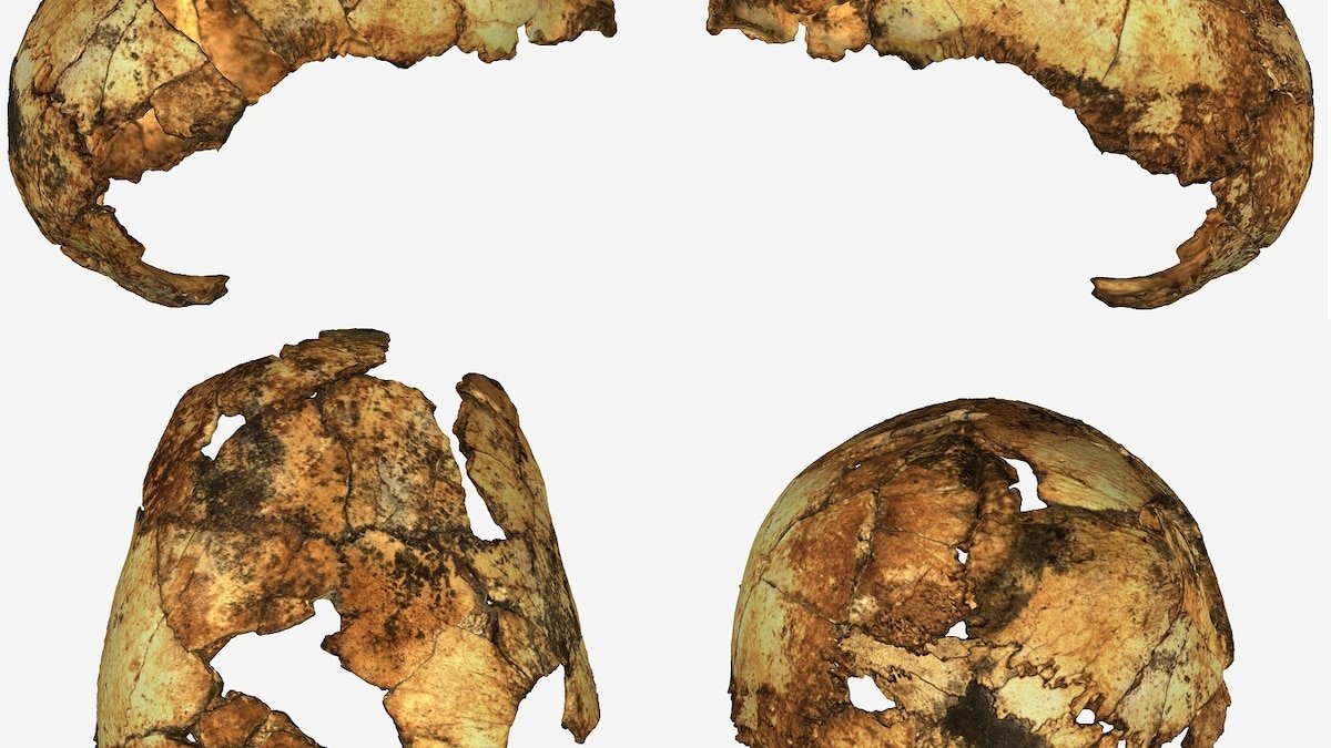 Fossil skulls rewrite the stories of two ancient human ancestors