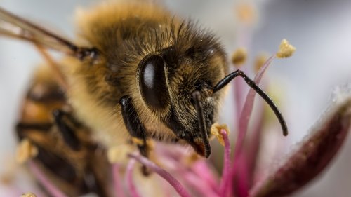 Honeybees are accumulating airborne microplastics on their bodies