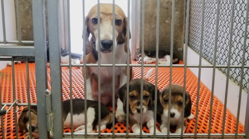 Hundreds of beagles died at facility before government took action