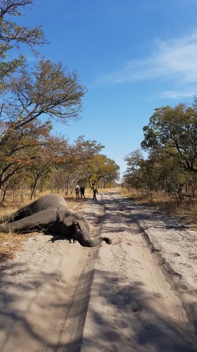 Hundreds of elephants have died. We may finally know why.