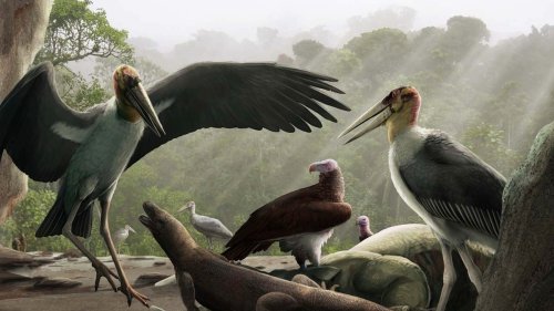 Colossal storks and 'hobbit’-size humans lived here—and 4 more captivating tales