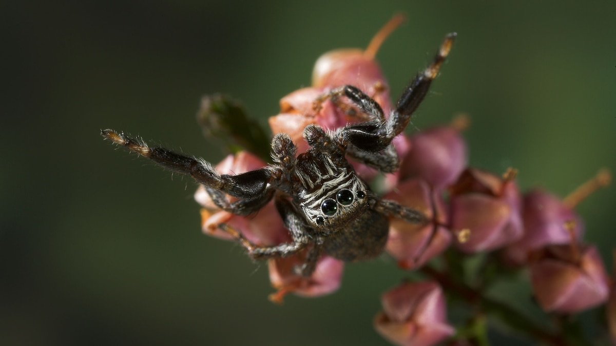 New study suggests spiders dream—and 4 more captivating tales
