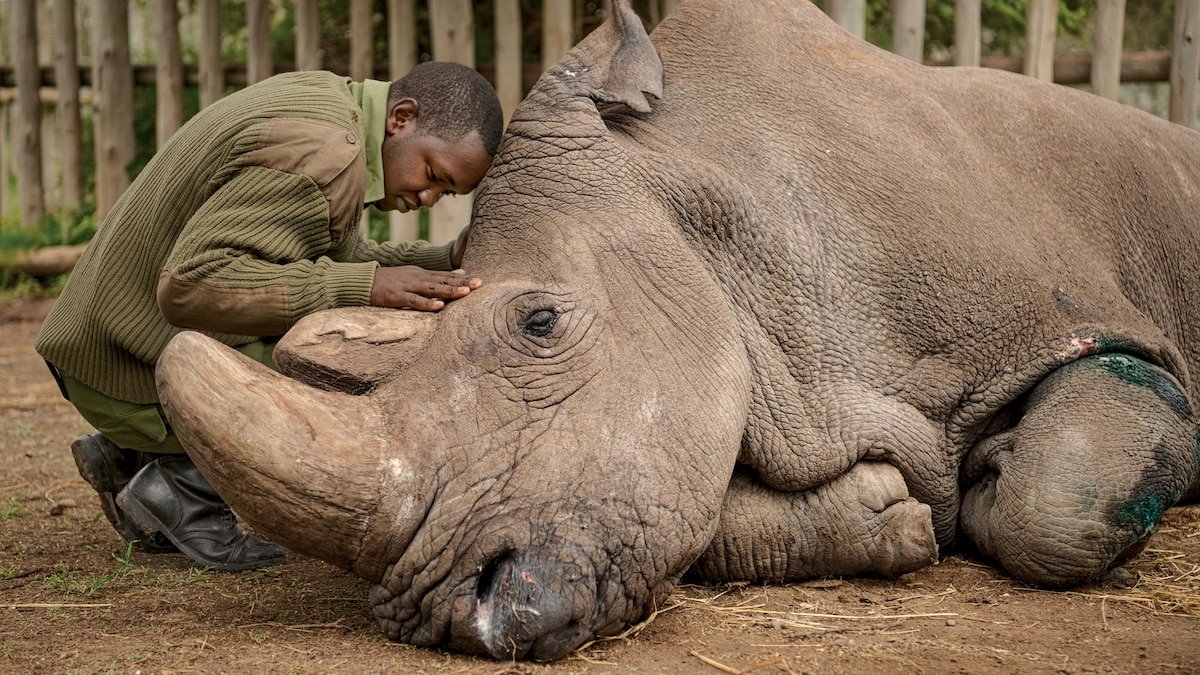 What I learned documenting the last male northern white rhino’s death