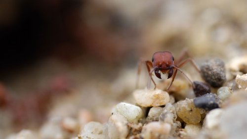 Fossil-finding ants amass haul of ancient creatures—and 4 more captivating tales