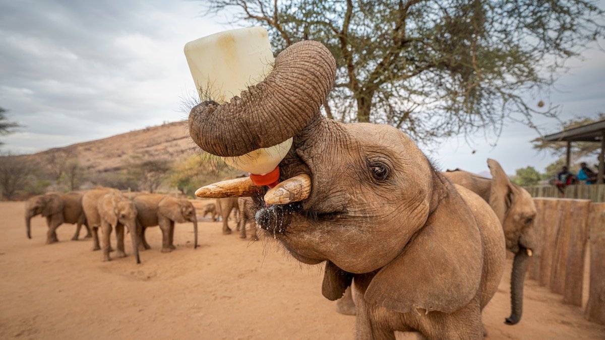 For Kenya’s orphaned elephants, goats to the rescue