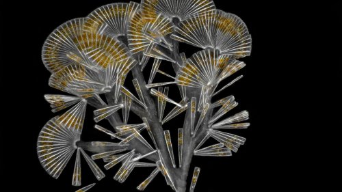 See the microscopic world of plankton in stunning detail