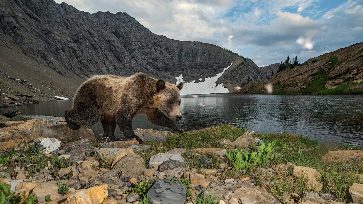The odd phenomenon of moth-eating bears—and the dangers they face
