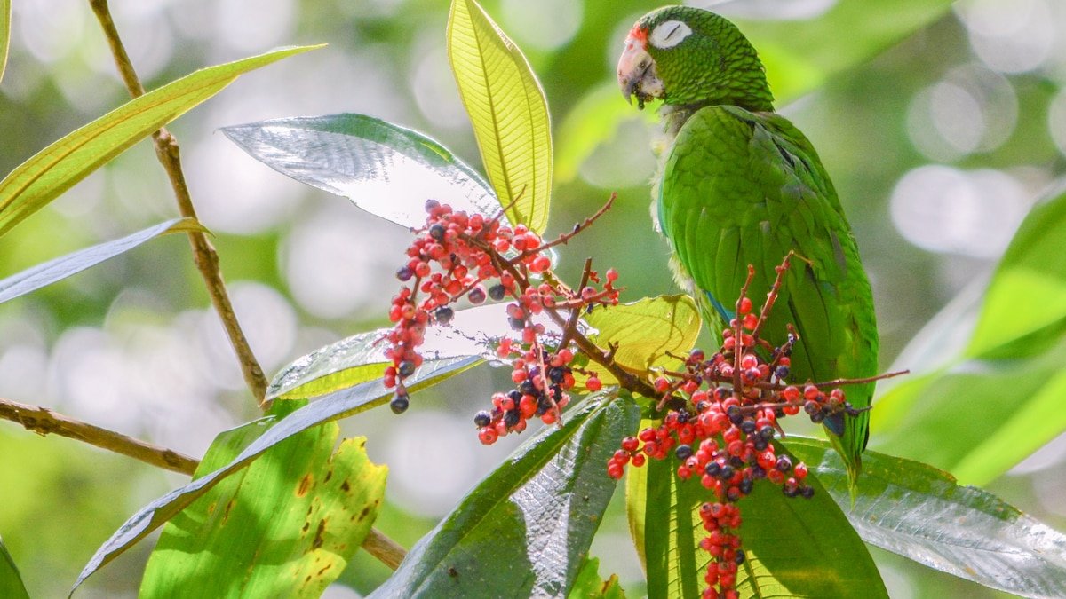 These parrots developed new dialects in captivity. Can their wild kin understand them?