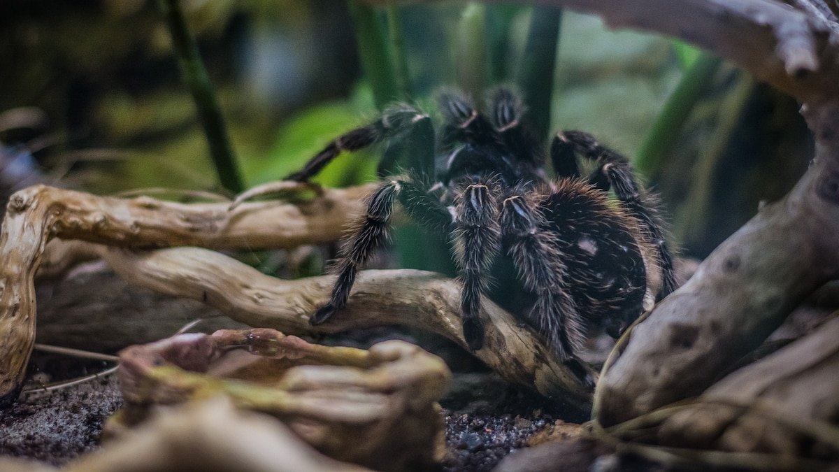 Finding a forever home for trafficked tarantulas