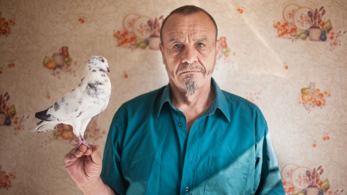 Inside the quirky world of competitive pigeon seduction