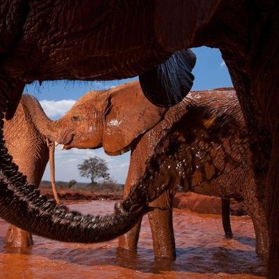100 years of elephants: See how Nat Geo has photographed these iconic creatures