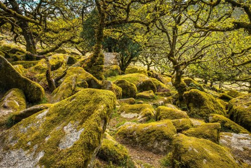 Cornwall to Cumbria: four ways to explore the UK's ancient rainforest