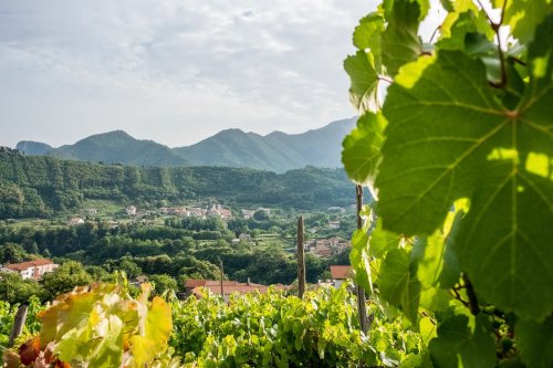 How Italy’s ancient coastal wines are seeing a resurgence