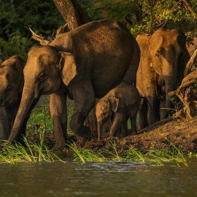 Elephants are in trouble—and we’re to blame