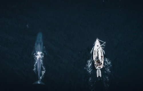 “It shows there is hope.” Off Svalbard, an encounter with the largest animal that has ever lived