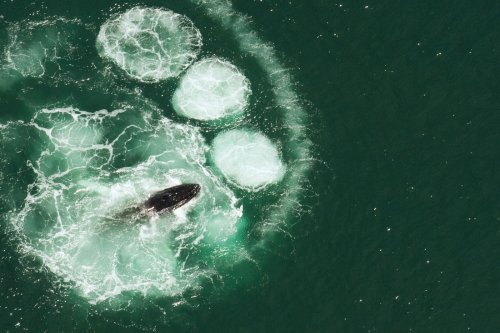Humpback whales can’t swallow a human. Here’s why.