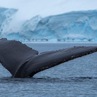 Researchers want to know: Have you seen this whale?