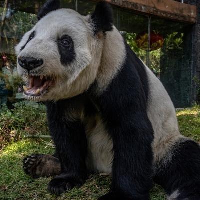 Meet Mexico's 'forgotten panda.' She's the last of her kind.