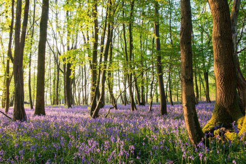 Bluebell walks in the UK: eight of the best woodlands to visit | Flipboard