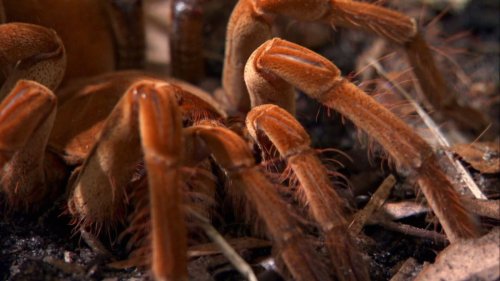 Watch how the world's biggest spider immobilizes its prey – and keeps predators at bay
