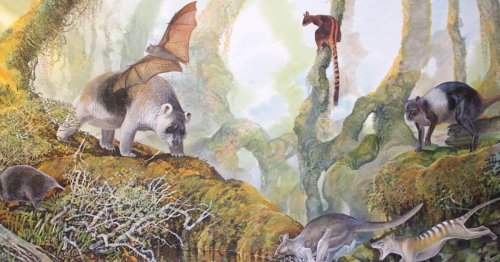 Hallada una nueva especie de canguro en Papúa Nueva Guinea de hace entre 20.000 y 50.000 años