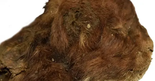 Hallan una cría de dientes de sable de 35.000 años con la cabeza intacta