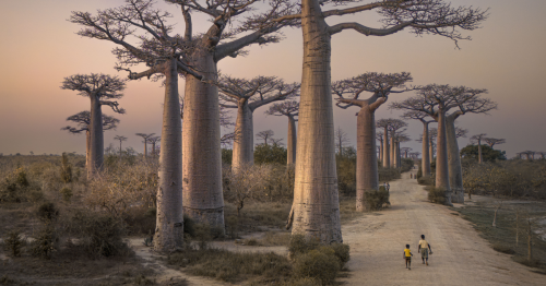 Camino de baobabs