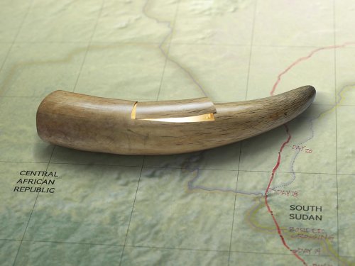 Tracking the Illegal Tusk Trade