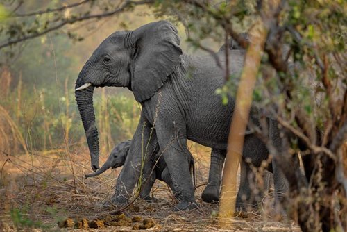 How Killing Elephants Finances Terror in Africa
