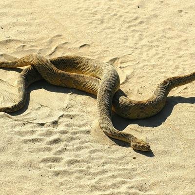 Haben weibliche Schlangen Spaß beim Sex?