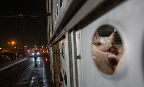 Schwein gehabt: Neues Gesetz könnte die Fleischproduktion in den USA revolutionieren