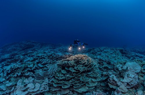 Riesiges Korallenriff vor Tahiti entdeckt