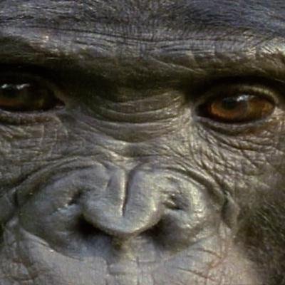 Bonobos: Sex ist Frieden