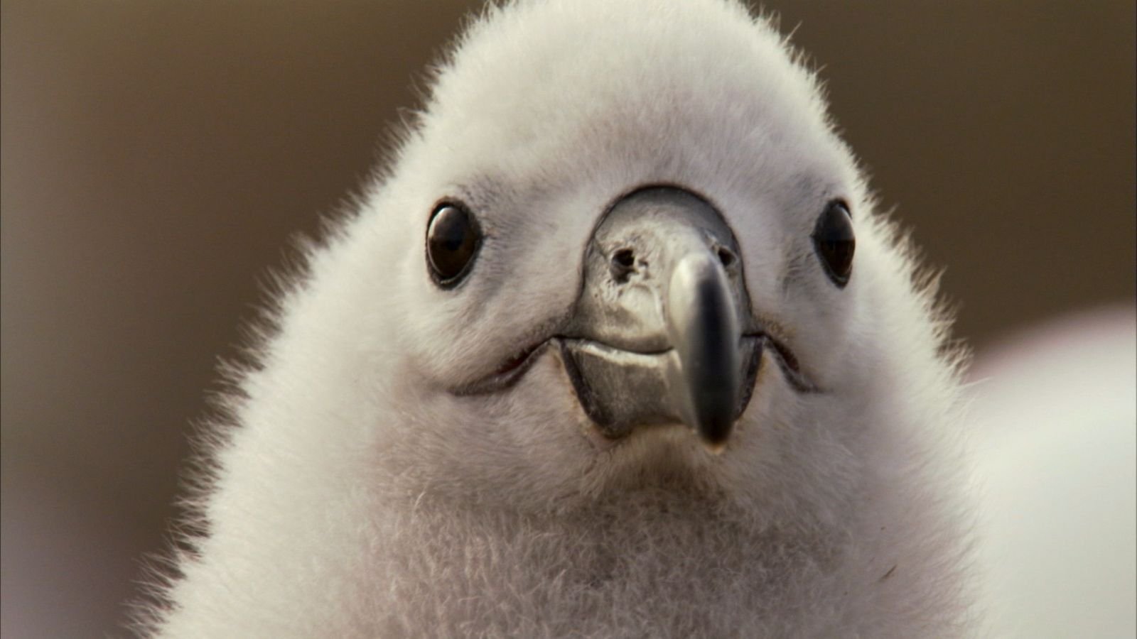 Die Liebe des Albatros