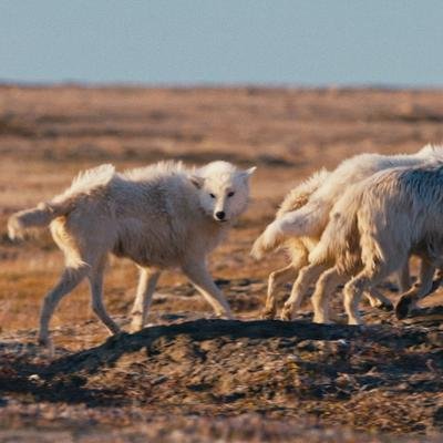 Polarwolf-Welpen auf ihrem ersten Ausflug in die Tundra
