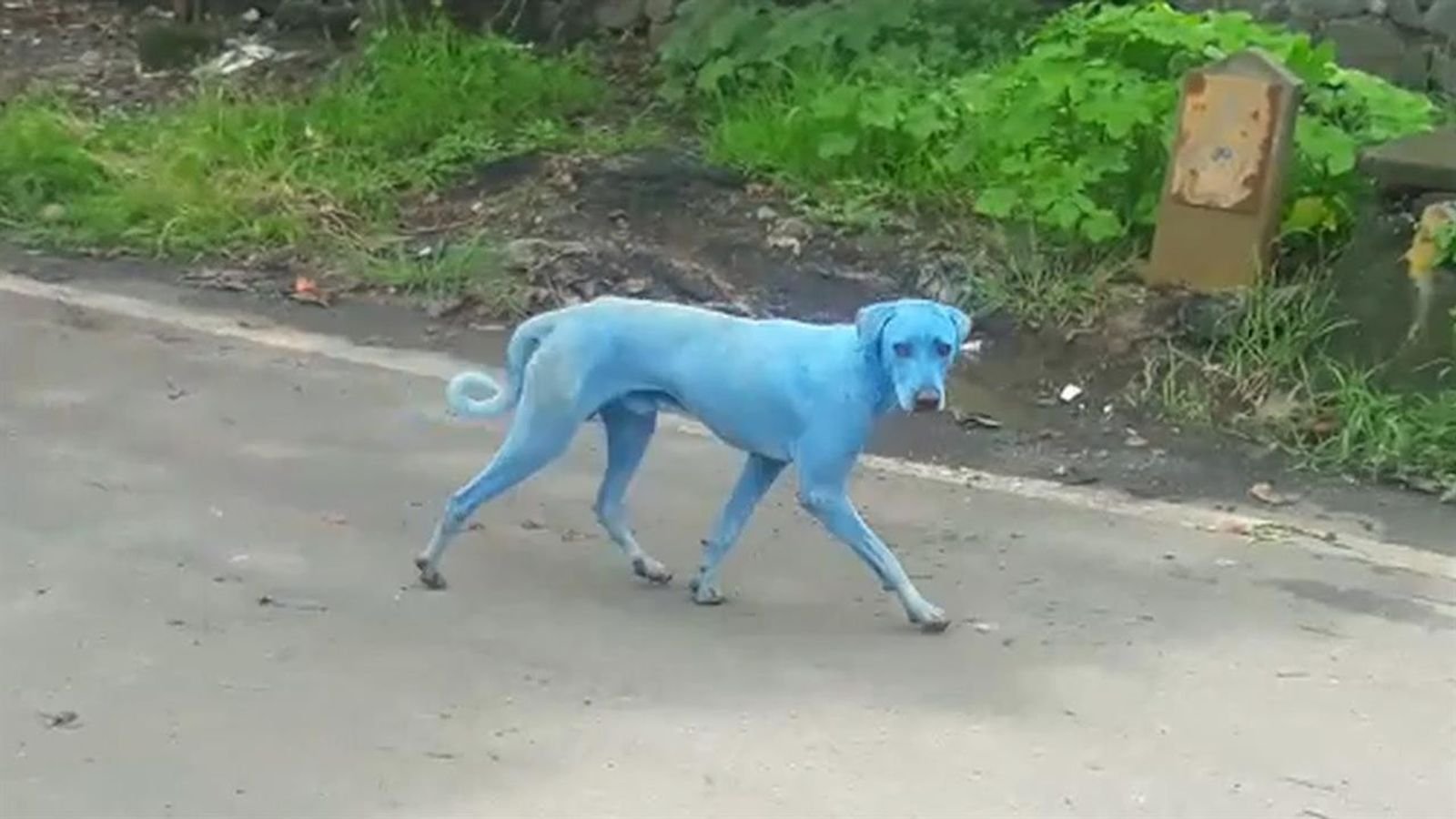 Indiens blaue Hunde – was ist die Ursache?