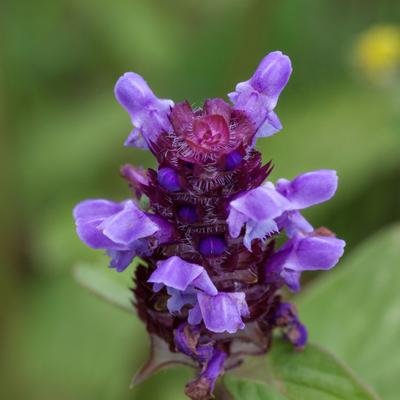 Blume des Jahres: Wie wir unsere Wildblumen schützen können