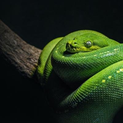 Faszination Schlange: Wie hält man ein Reptil als Haustier?