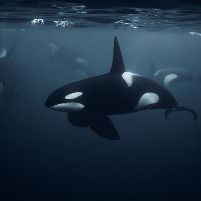 Schwimmen mit Orcas: Auf Tauchgang in der Arktis