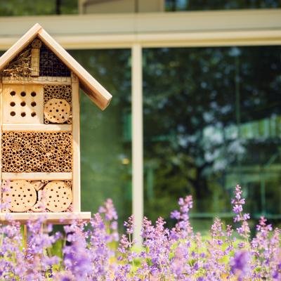 Insektenhotels: Wie der Artenschutz vor der eigenen Haustür gelingt
