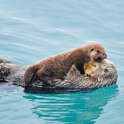 Galerie: Wahre Liebe – Tierische Zuneigung von Esel bis Otter