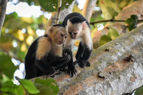 Primatenstudie: Freundinnen sind überlebenswichtig