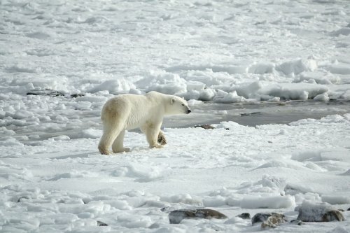 Hoffnung für Eisbären: Anpassung könnte vor Aussterben durch Klimawandel bewahren