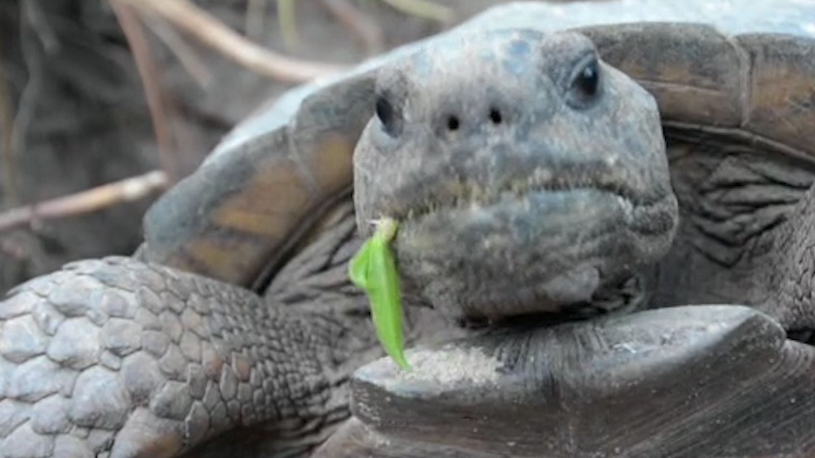 Headbangende Schildkröte – Was soll das?