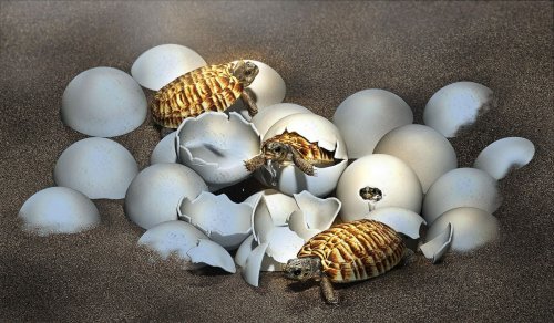 Fossil aus der Kreidezeit: Embryo im Ei einer prähistorischen Schildkröte entdeckt