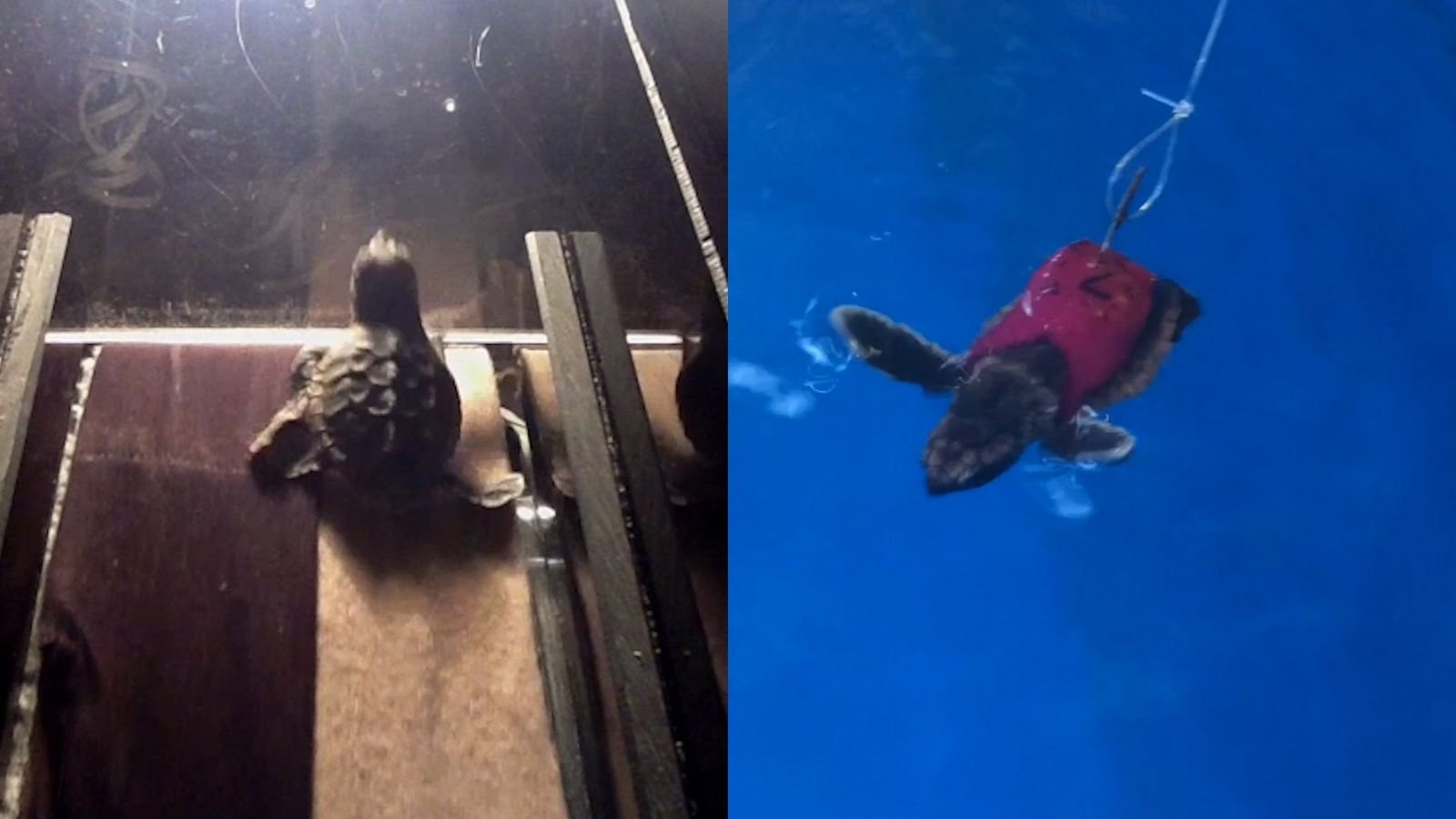 Baby-Meeresschildkröten auf dem Laufband – für die Wissenschaft