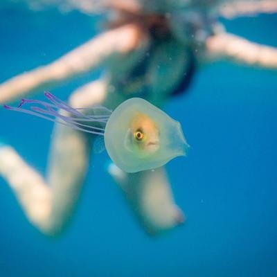 Bizarres Unterwasserfoto: Lebender Fisch steckt in Qualle