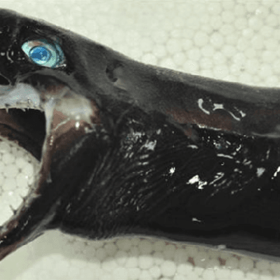 Tiefsee-Hai mit ausfahrbarem Kiefer ins Netz gegangen