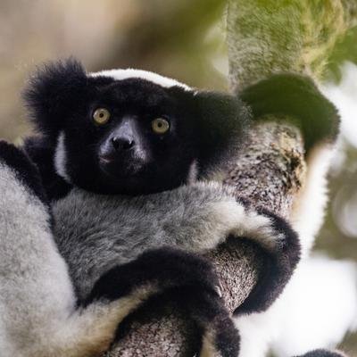 Singende Lemuren: Der Gesang der Indris folgt einem menschlichen Rhythmus