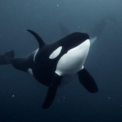 Schwimmen mit Orcas: Auf Tauchgang in der Arktis | National Geographic